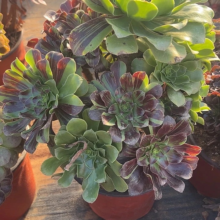 小***师11.19-4花班鹿多肉植物1