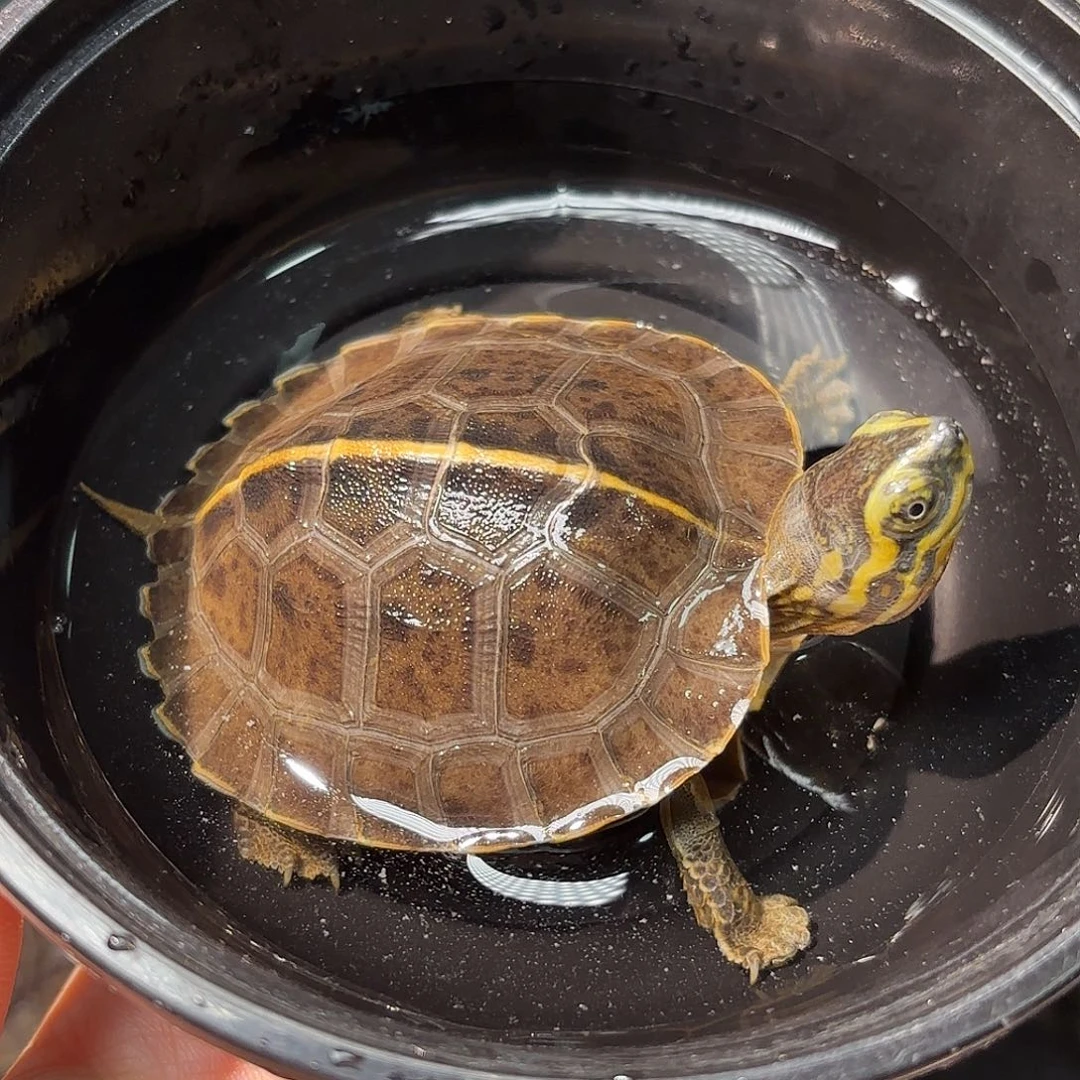 不分公母蛋龟A13全品高背满文庙龟6.2公分