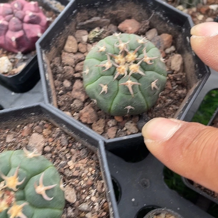 单头猫爪一颗包邮