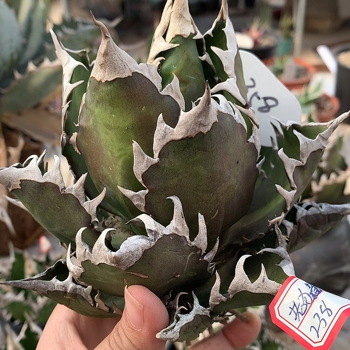 嘴**叔358超猫1111111111