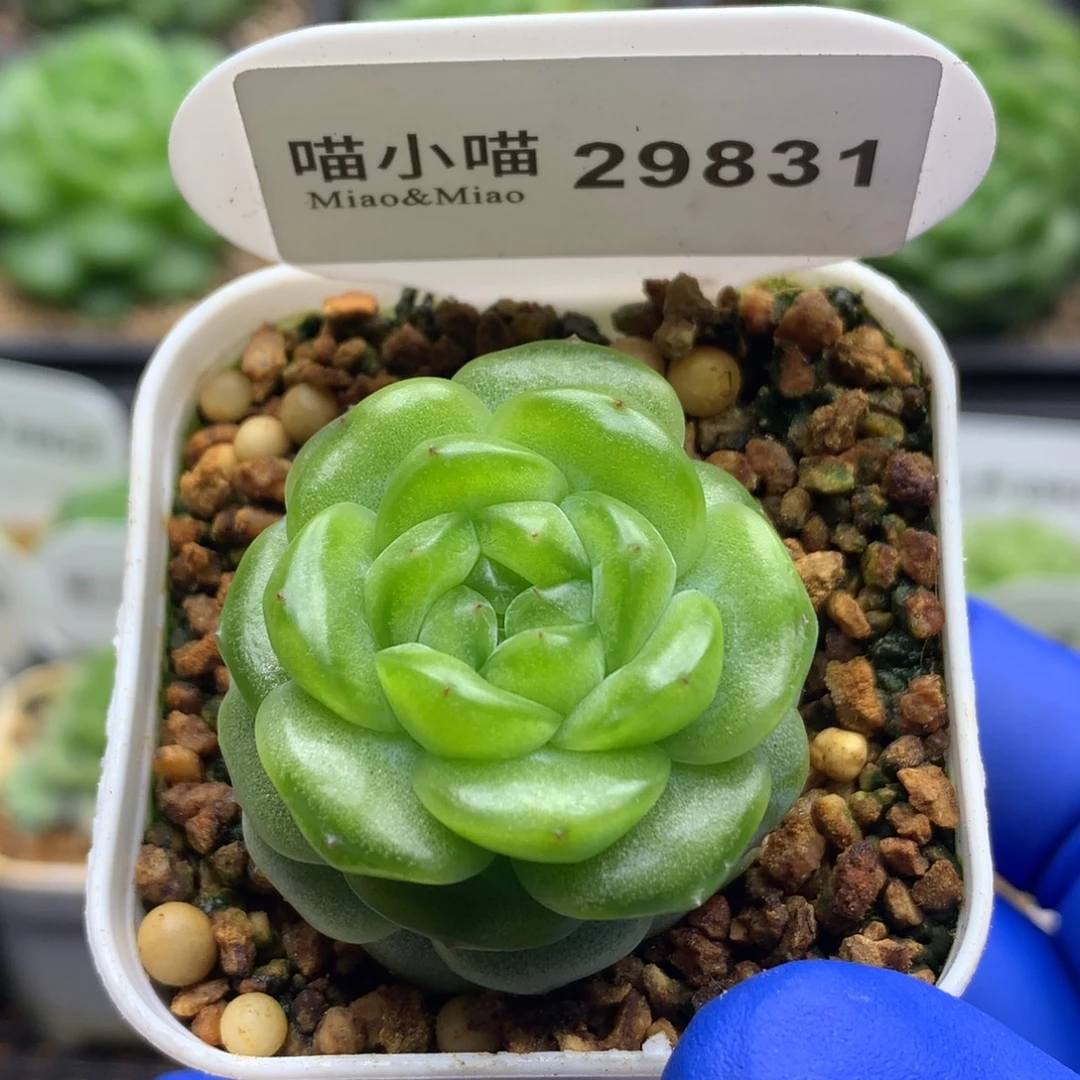 多肉植物杂交珍妮