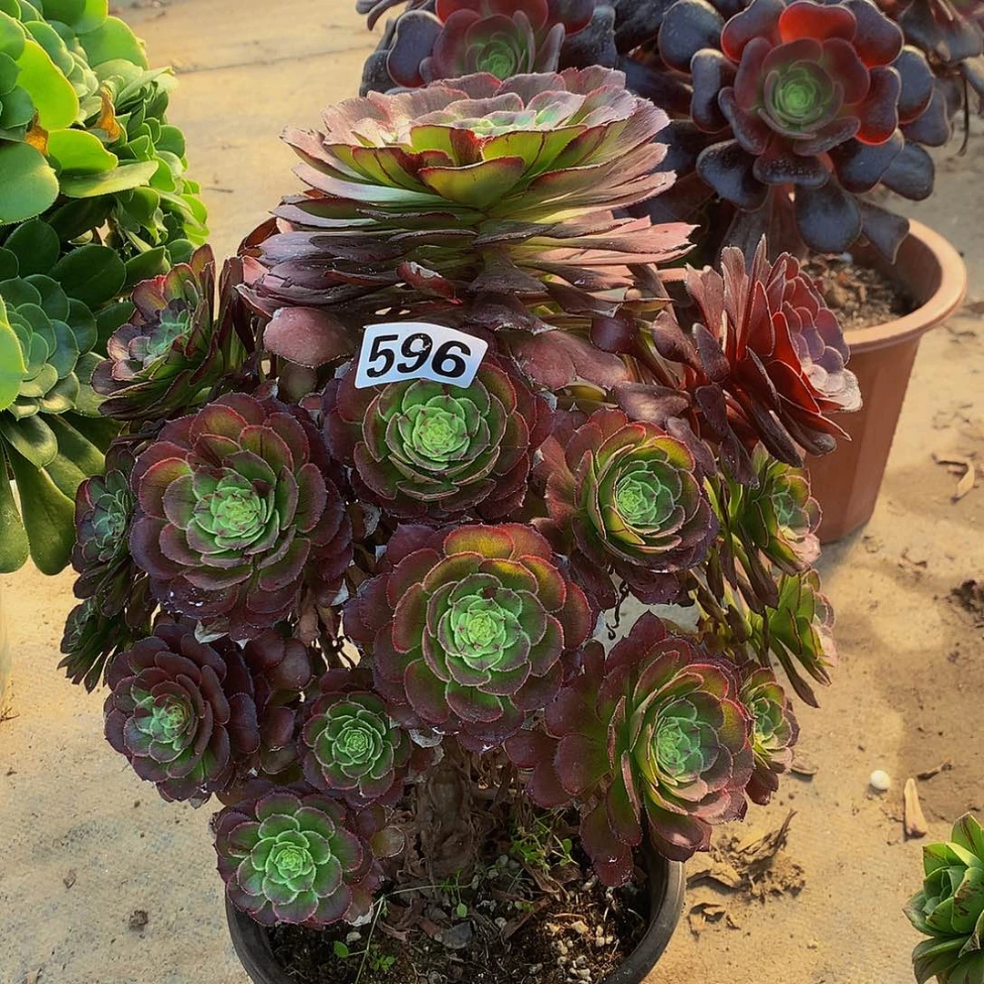 豆**爸多肉596.000000