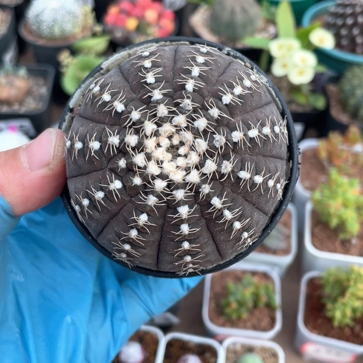 898伏刺拉根仙人球