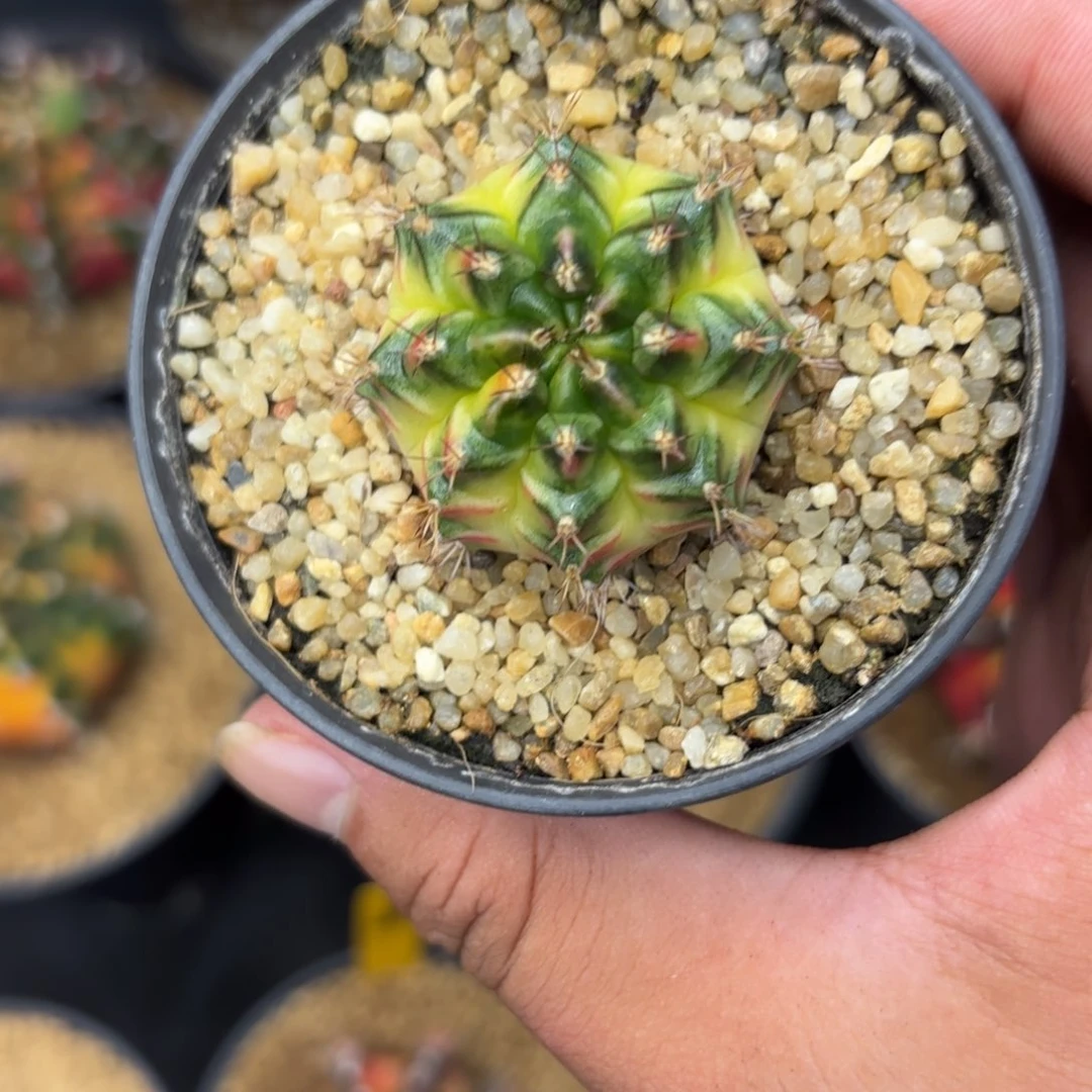 217-1225泰国发货多肉