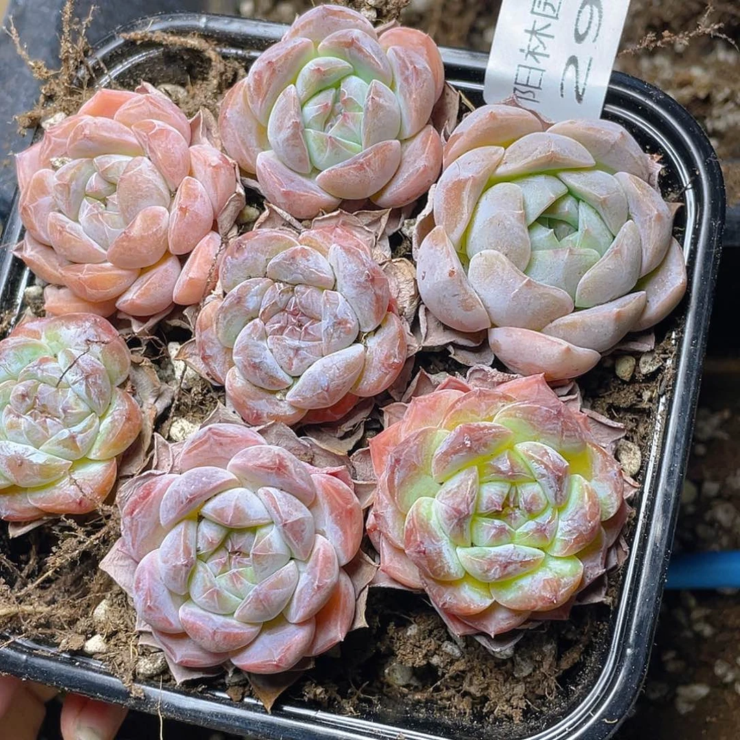 多肉植物多肉植物297