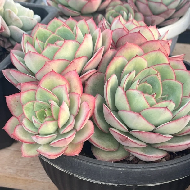 牡丹亭 多头 多肉植物