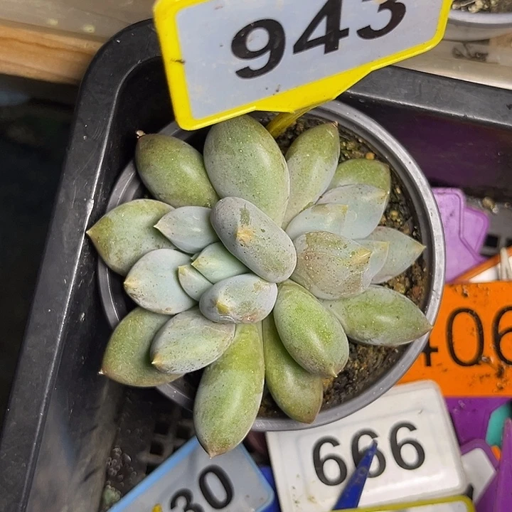 多肉植物胖体哥特943