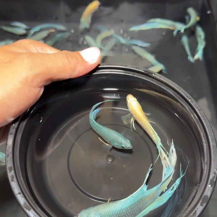 斗鱼直播间对图库存44