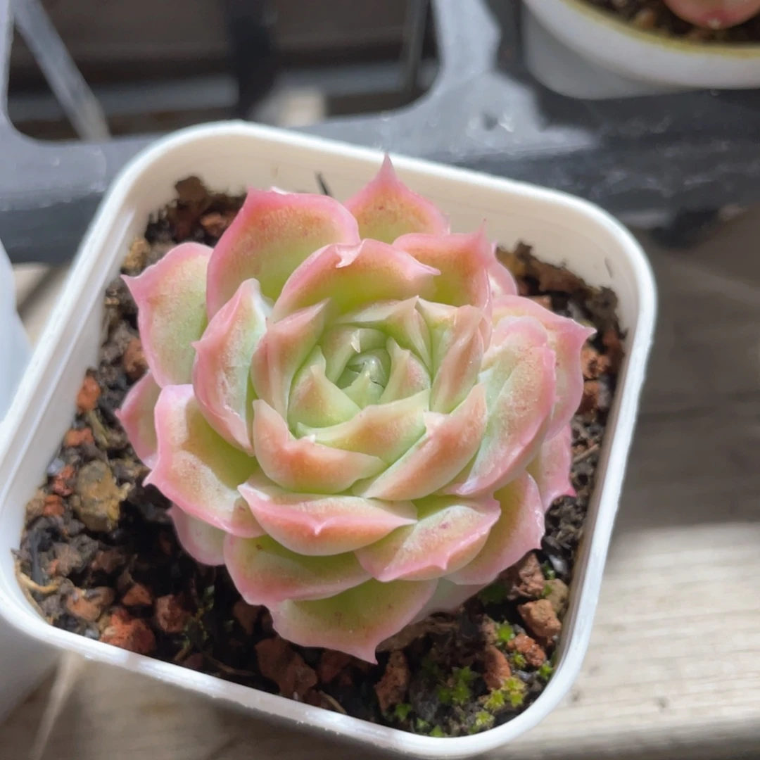 优选水晶虾饺620