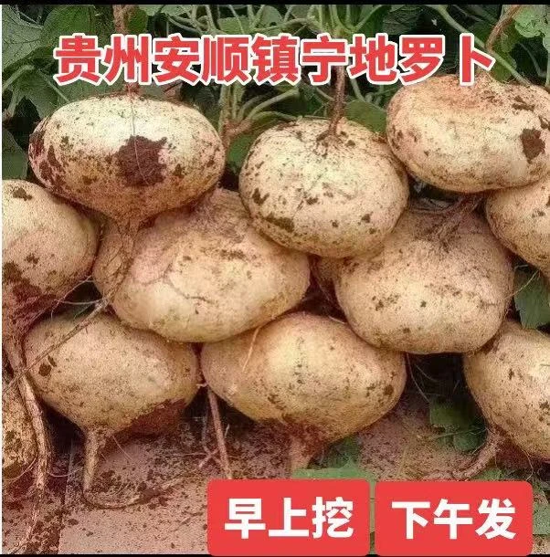 2025年贵州安顺镇宁地罗卜新鲜沙土种植脆甜地瓜凉薯现挖水果1