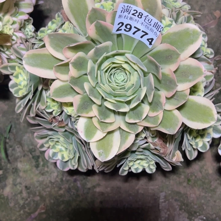29774绿豆沙多肉植物