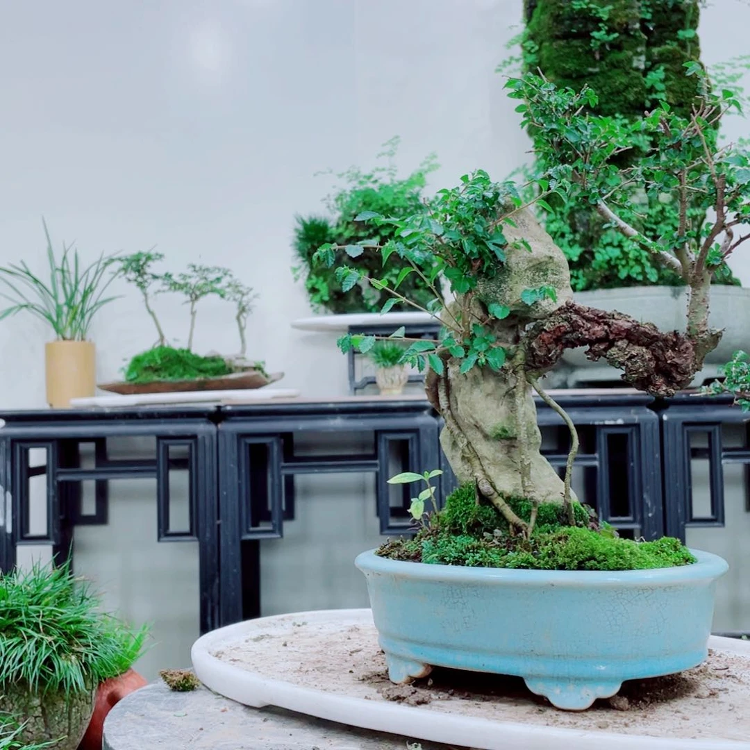 一**好铁线蕨铁线蕨太刺激