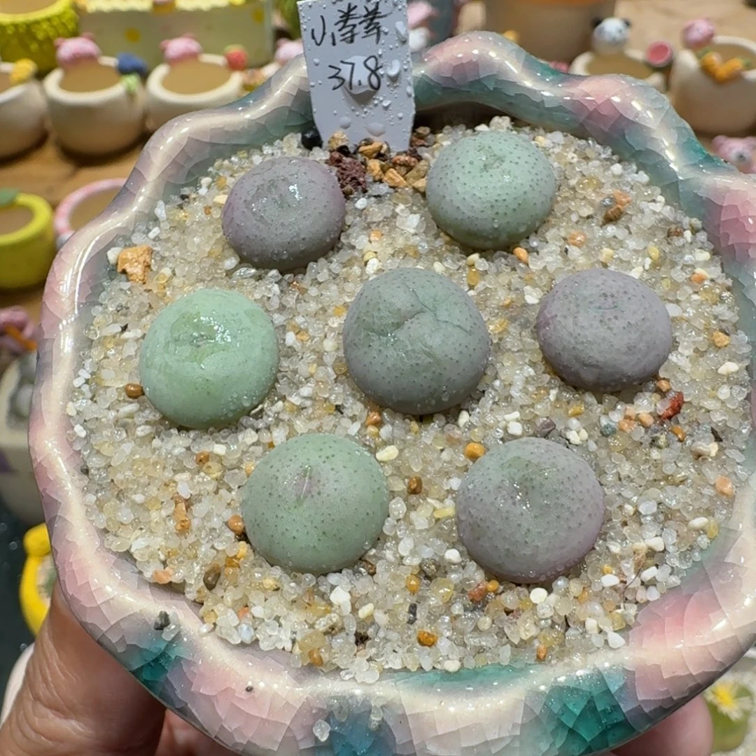 蘑菇1224小拳拳多肉植物