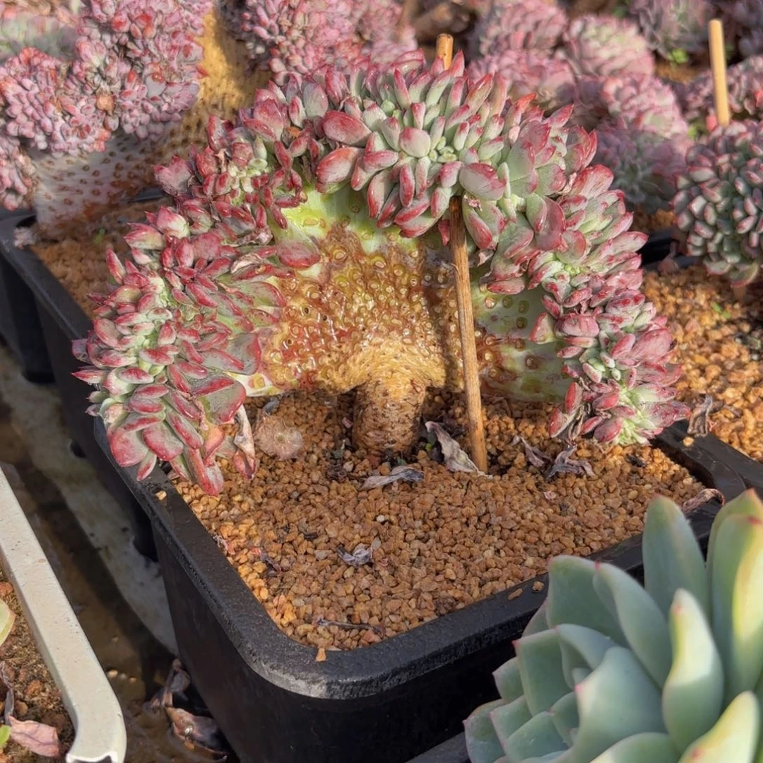 一物一拍，玛瑙缀化