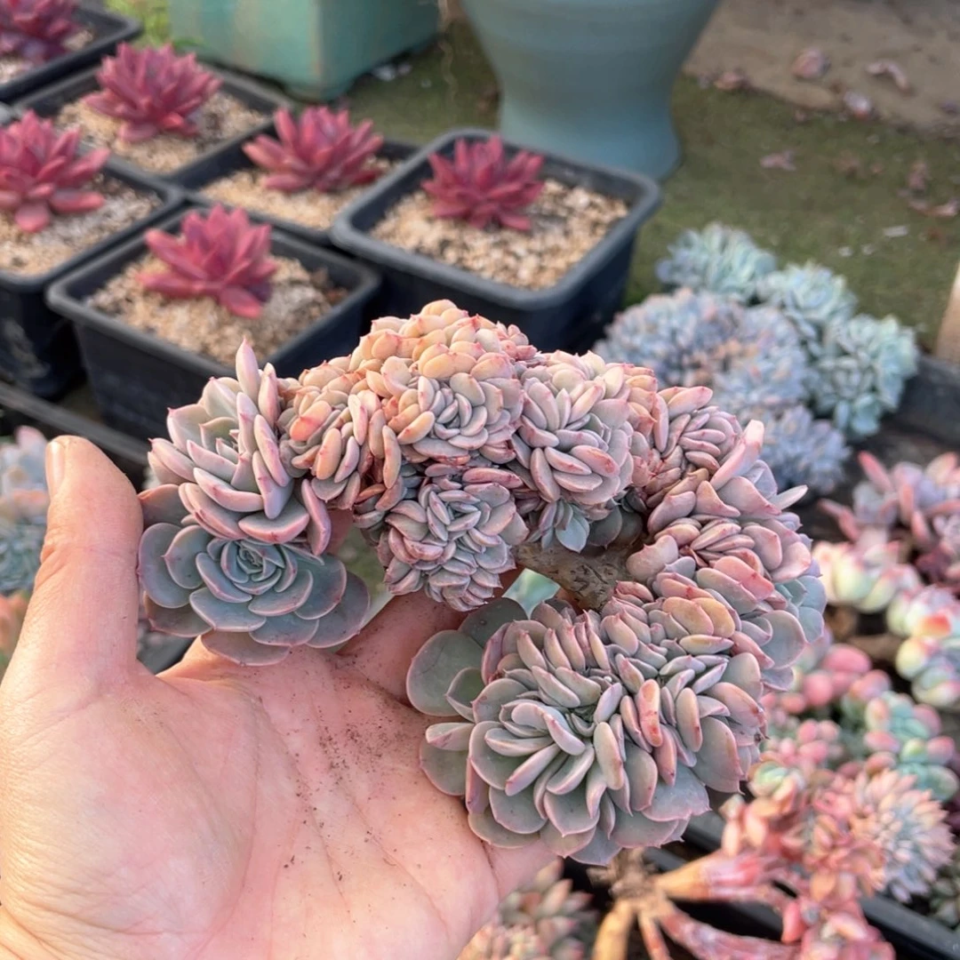 【闪购商品】完全开放天赐缀