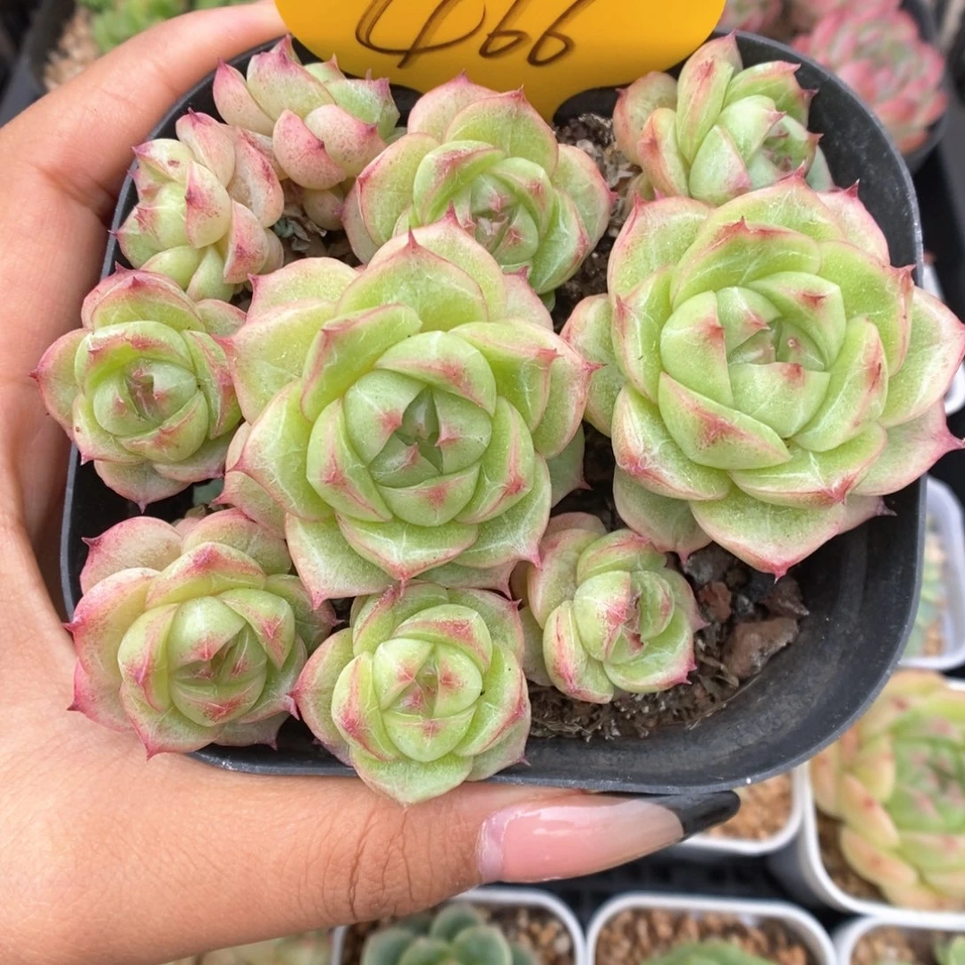 翠玉麦秆群生466号