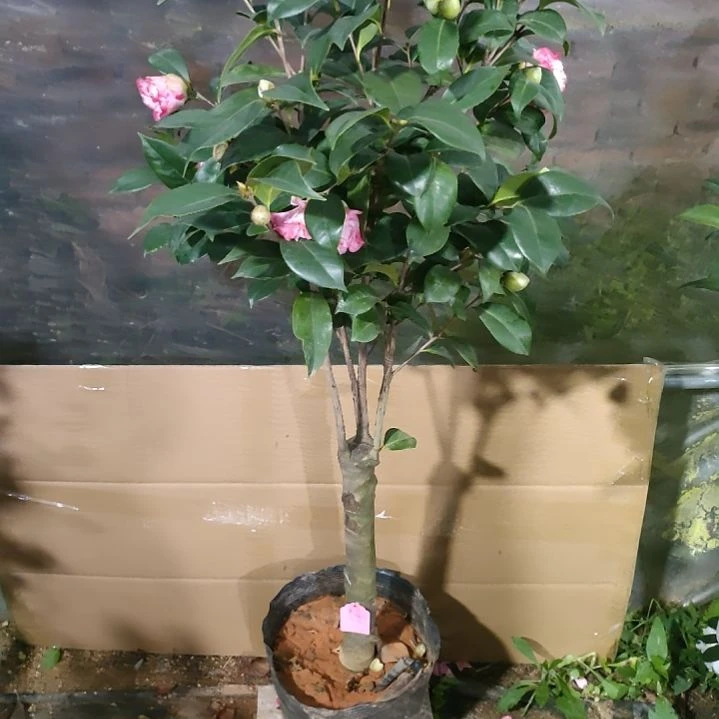 580墨川，宽带，魔术师，不包邮