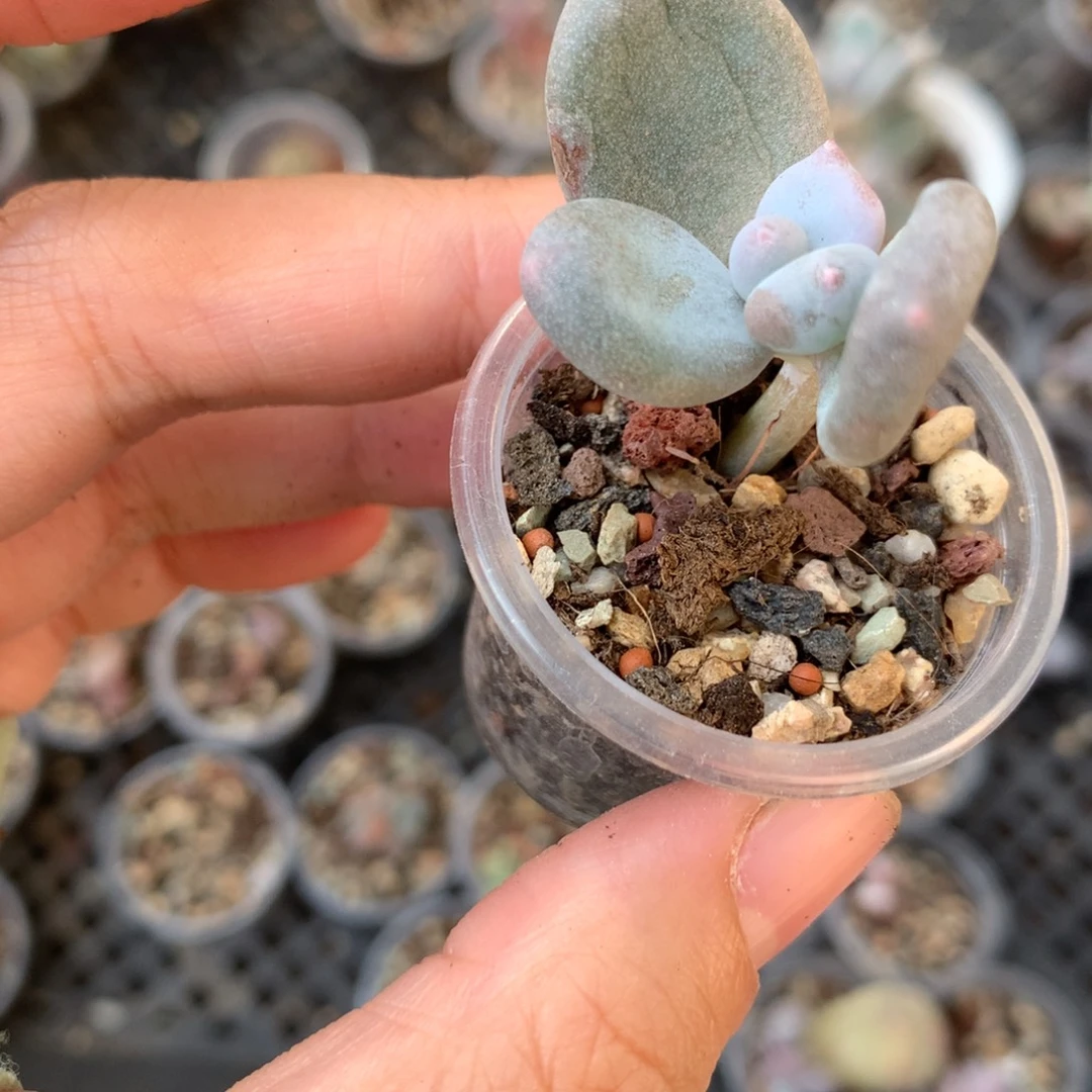 大叶奶还好哈哈哈