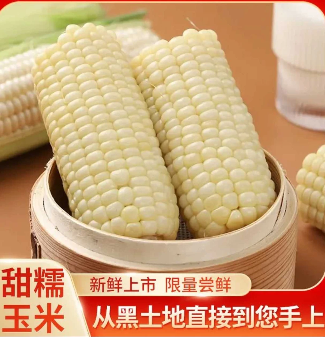 【免切方便】黑龙江新白糯玉米段8厘米 甘甜软糯低脂轻食 独立包装