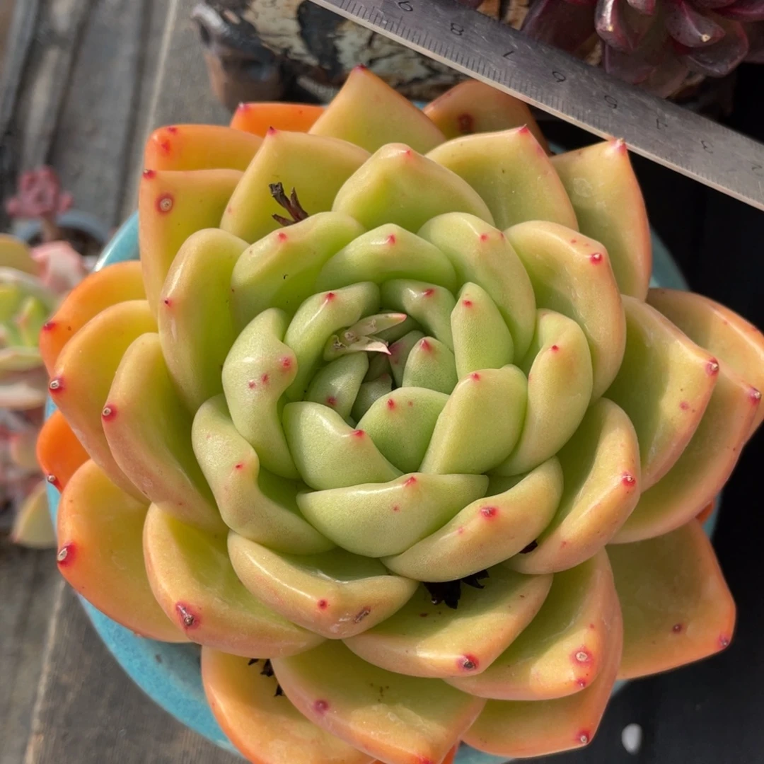 多肉植物盆栽多肉