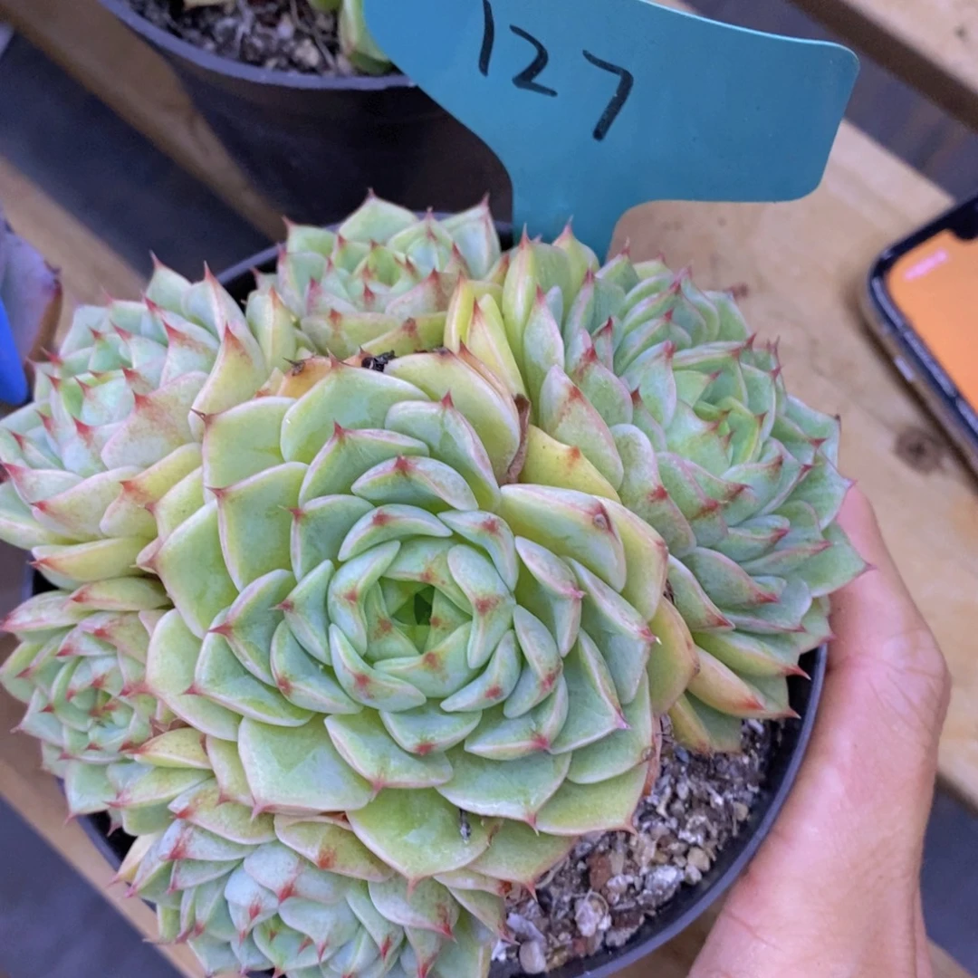 狂欢节快乐，第一场，一单就包邮
