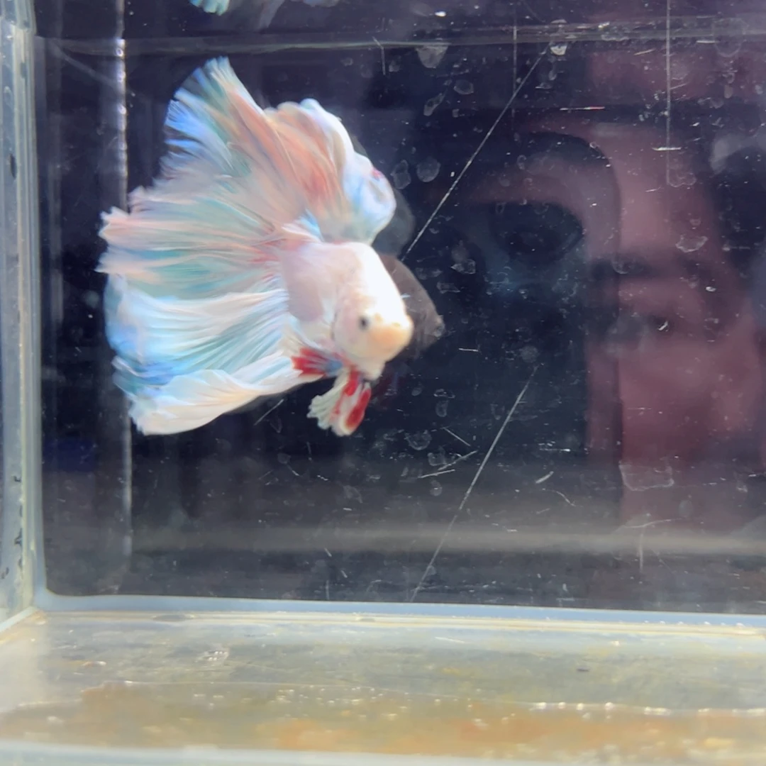 斗鱼浅色特殊尾hhhh