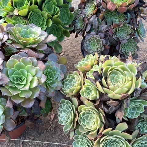 月亮石翡翠琉璃粉花妖919