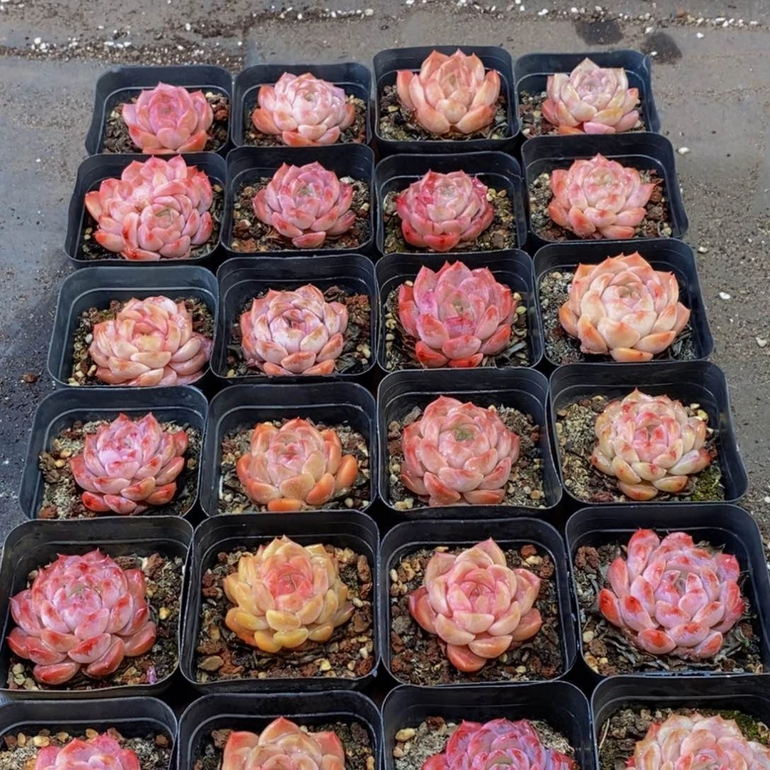 531的人和我一起看