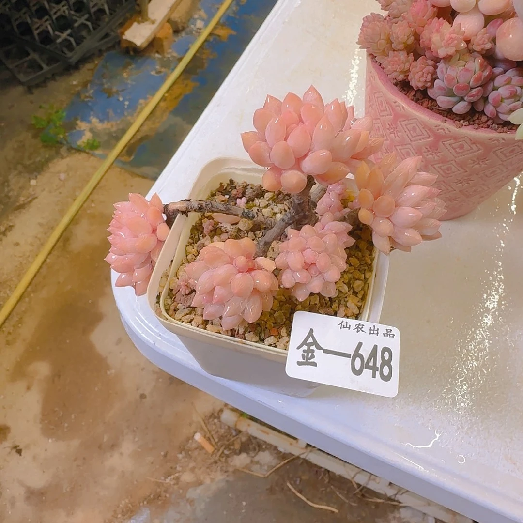 阿紫，648、仙农出了品多肉