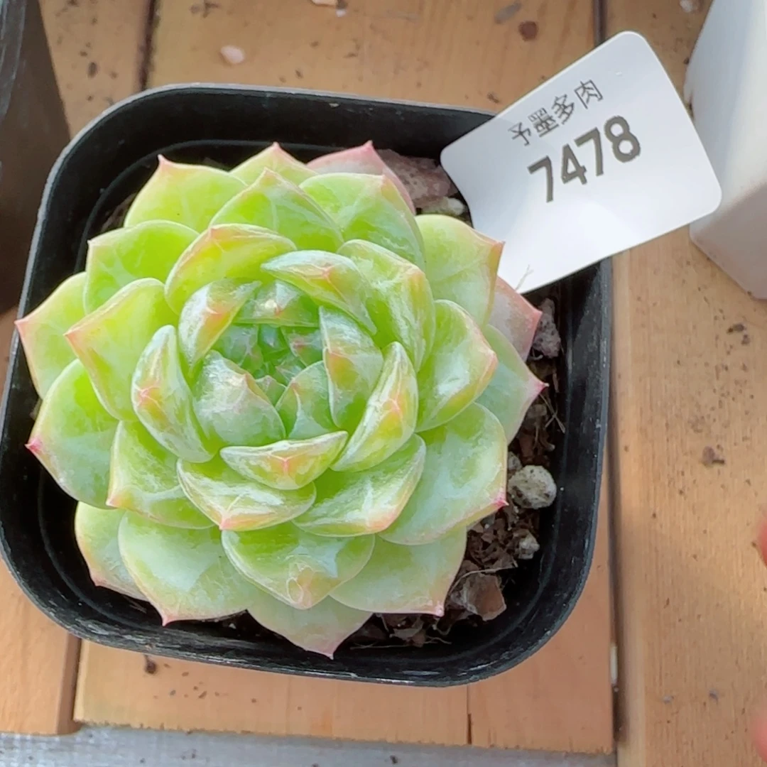 孤品，7478多肉植物
