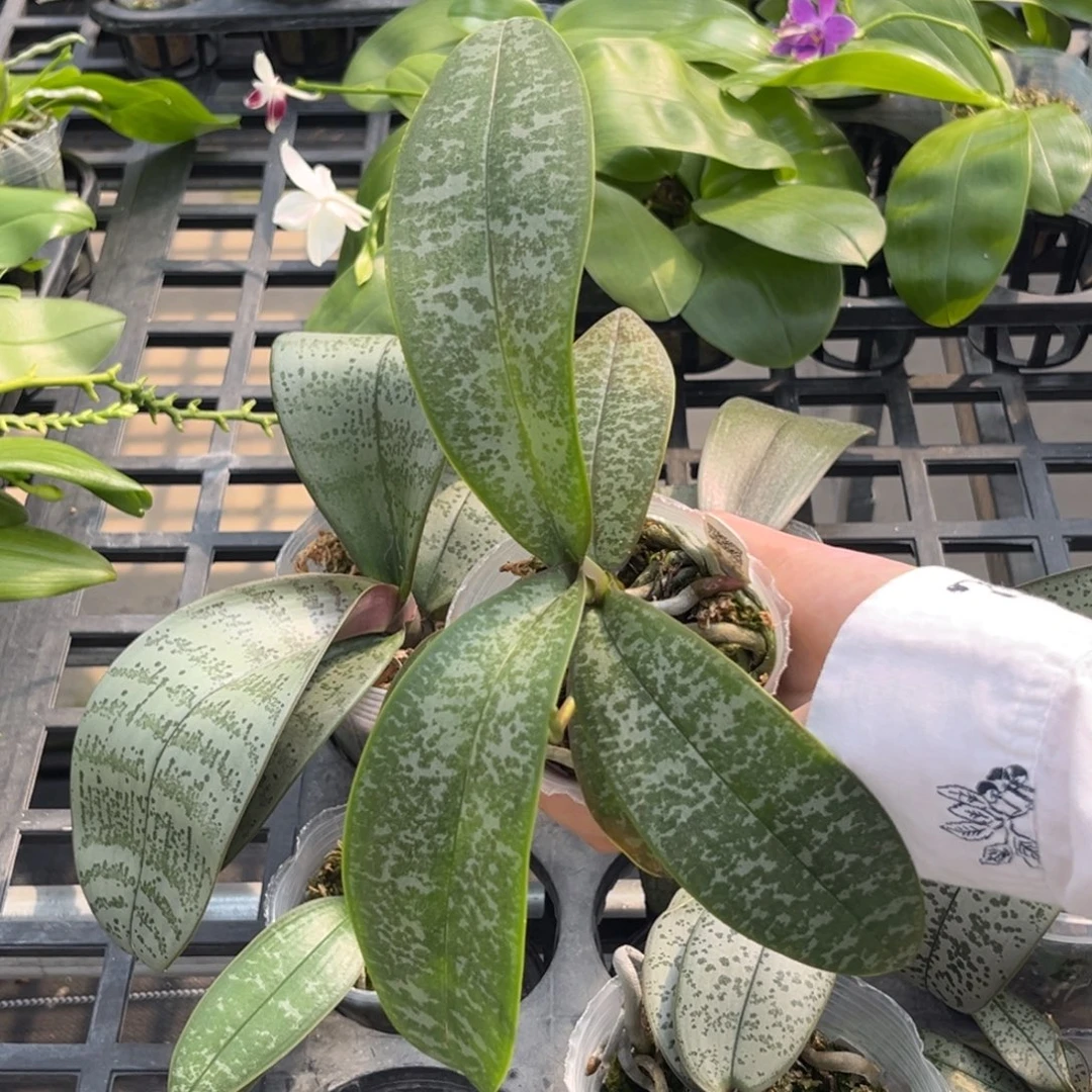 无花朵2.5寸22in抽梗苗