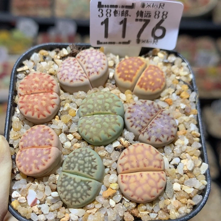 精品sss石石花1176