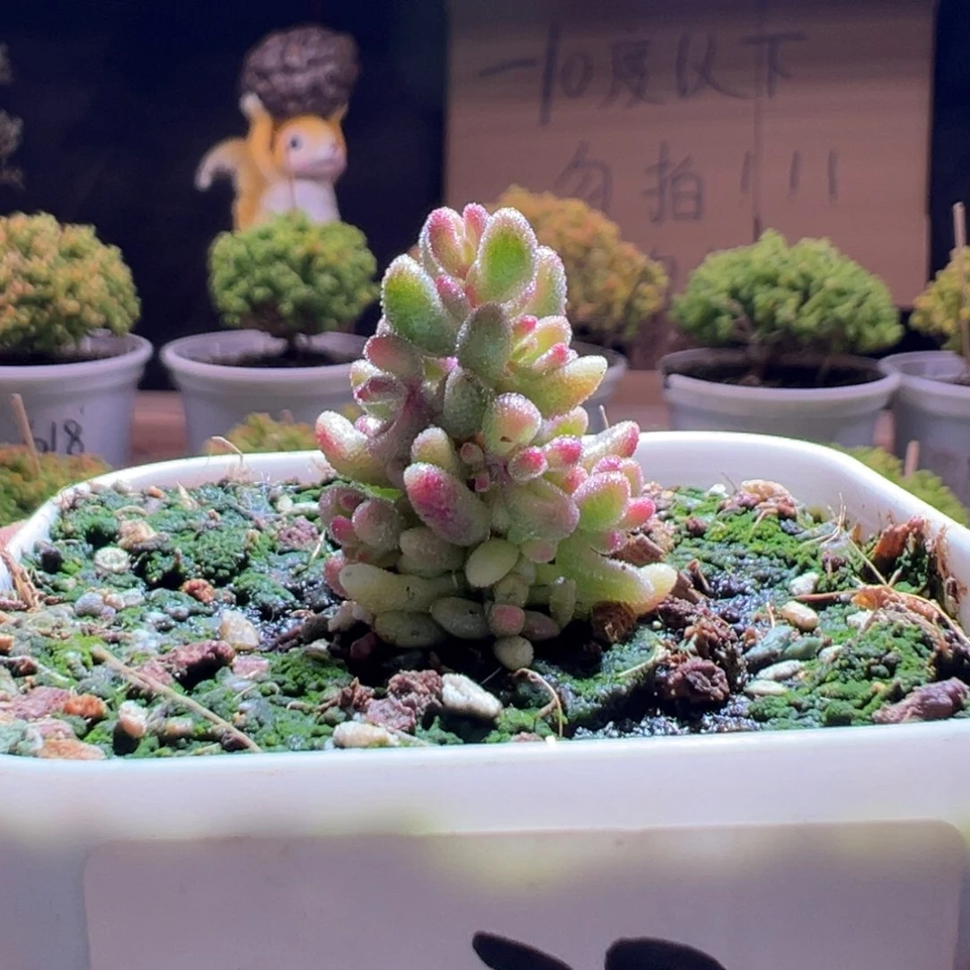 538红宝石锦一物一拍包开箱