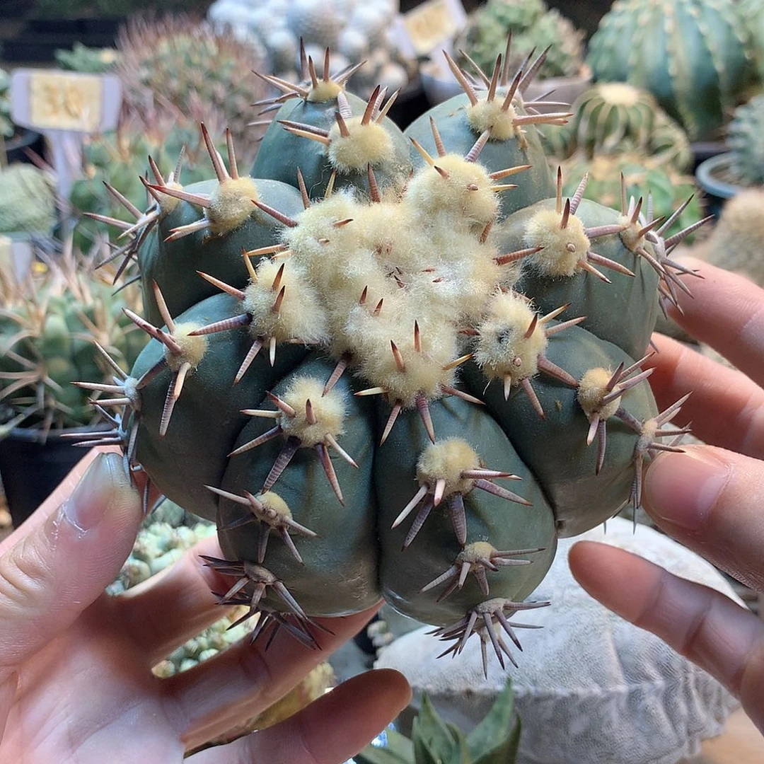 大花王芽根