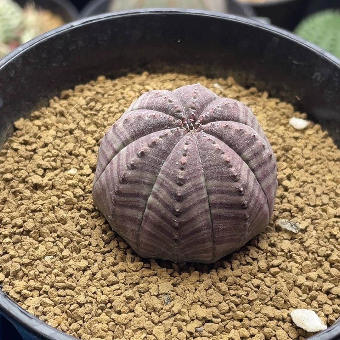 实生艳肌v纹神玉布纹球