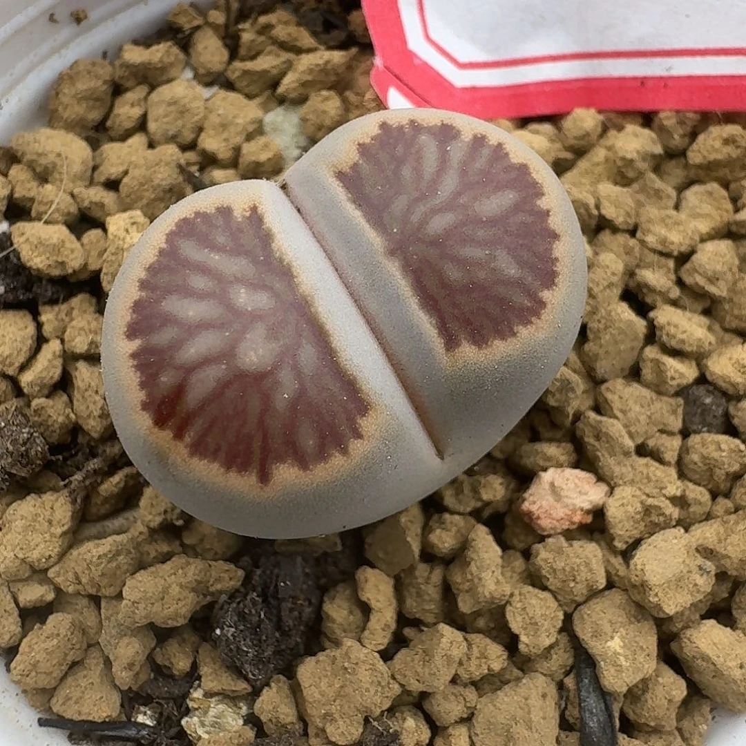 98多肉哈哈哈哈哈哈哈