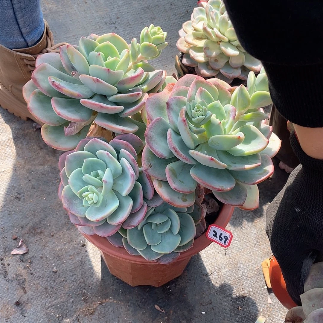 269白月光 一物一拍多肉