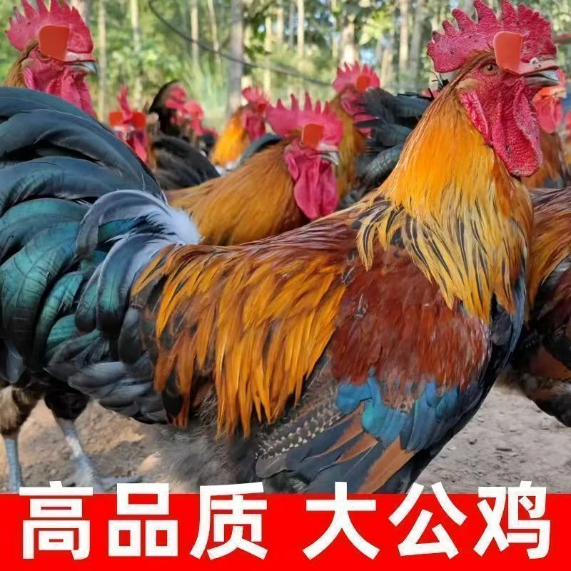 黑脚大公鸡整只农村散养笨公鸡走地鸡现杀送礼佳品 包冰率10%以内