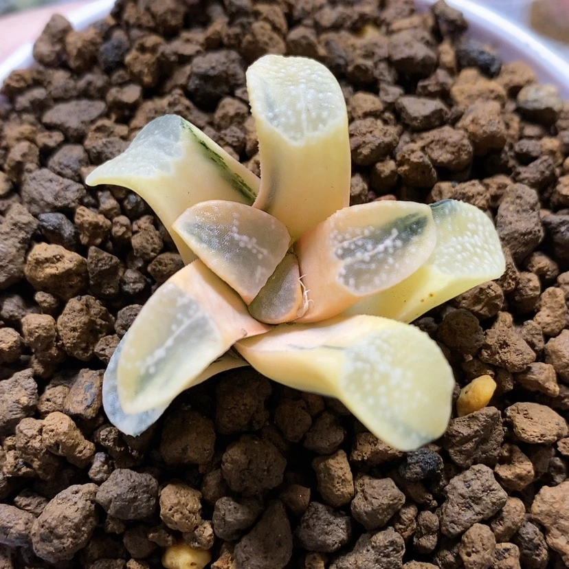 【闪购商品】37糊斑点点寿锦