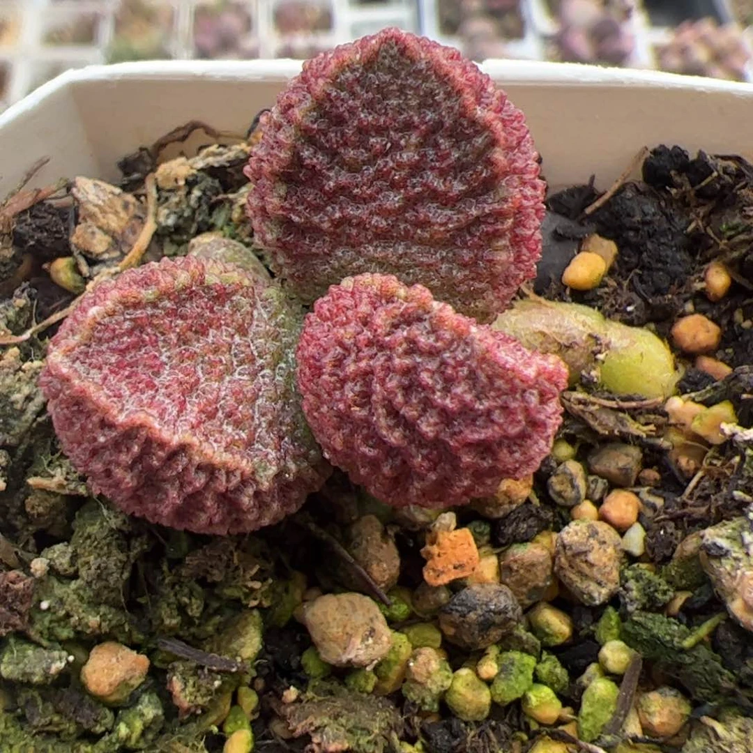 实生新品整颗多肉植物水泡