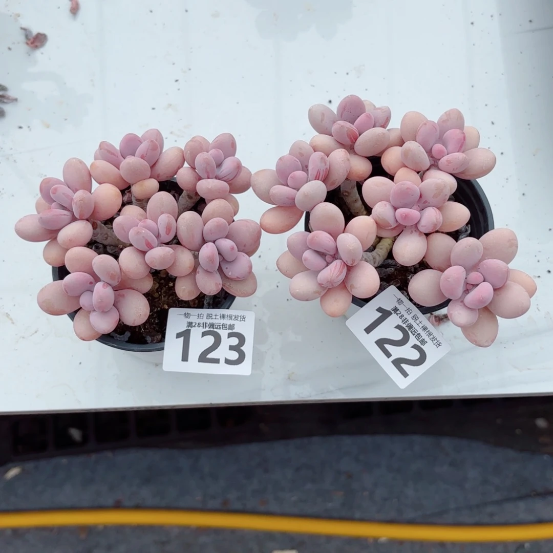 m***i糖果桃蛋老桩两棵多肉多肉多肉