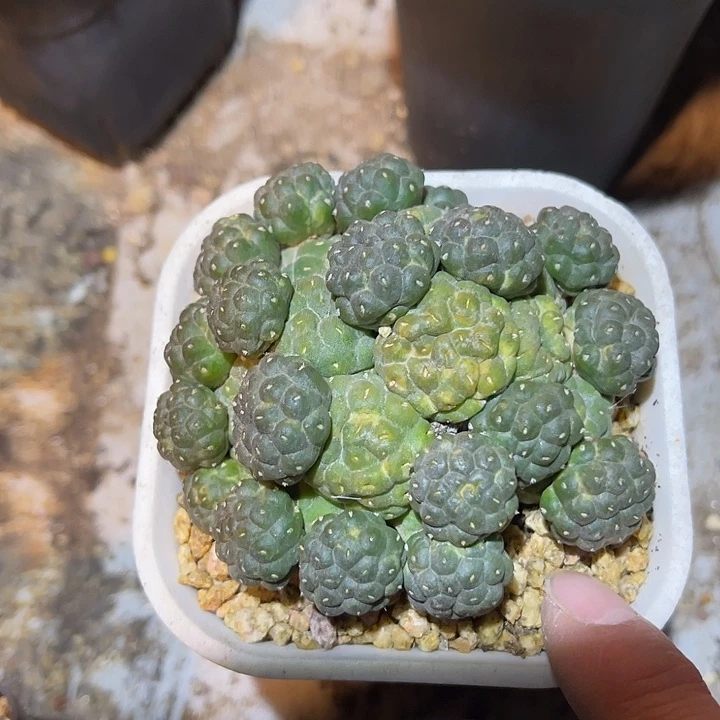 满38包邮，年后脱土晾根发货