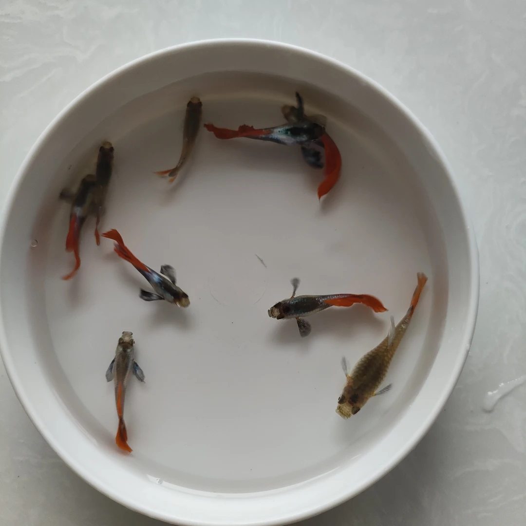 白金象耳孔雀鱼 白金红尾