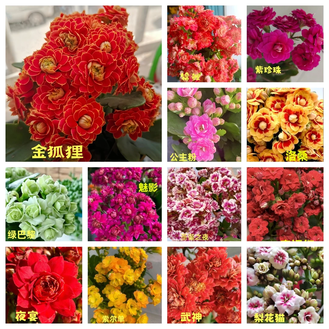 随机发货【1盆】11cm盆重瓣大花