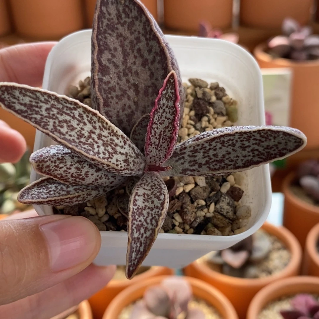 【闪购商品】无花朵