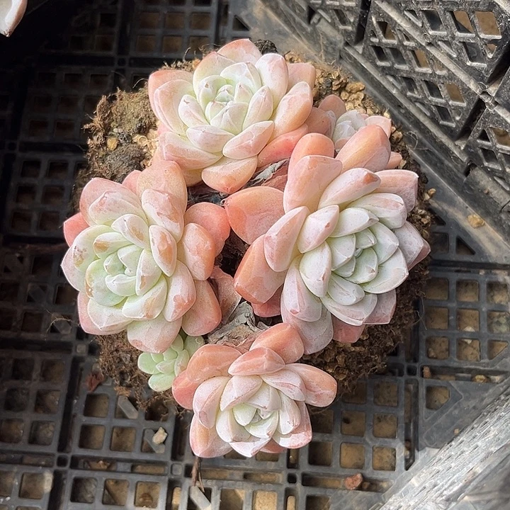 群生精控冰玉粉色