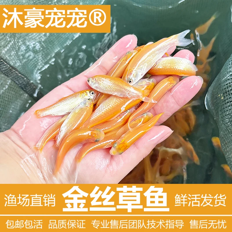 沐豪宠宠【运营推荐】观赏鱼金丝草鱼可选耐寒金丝草鱼苗淡水养殖