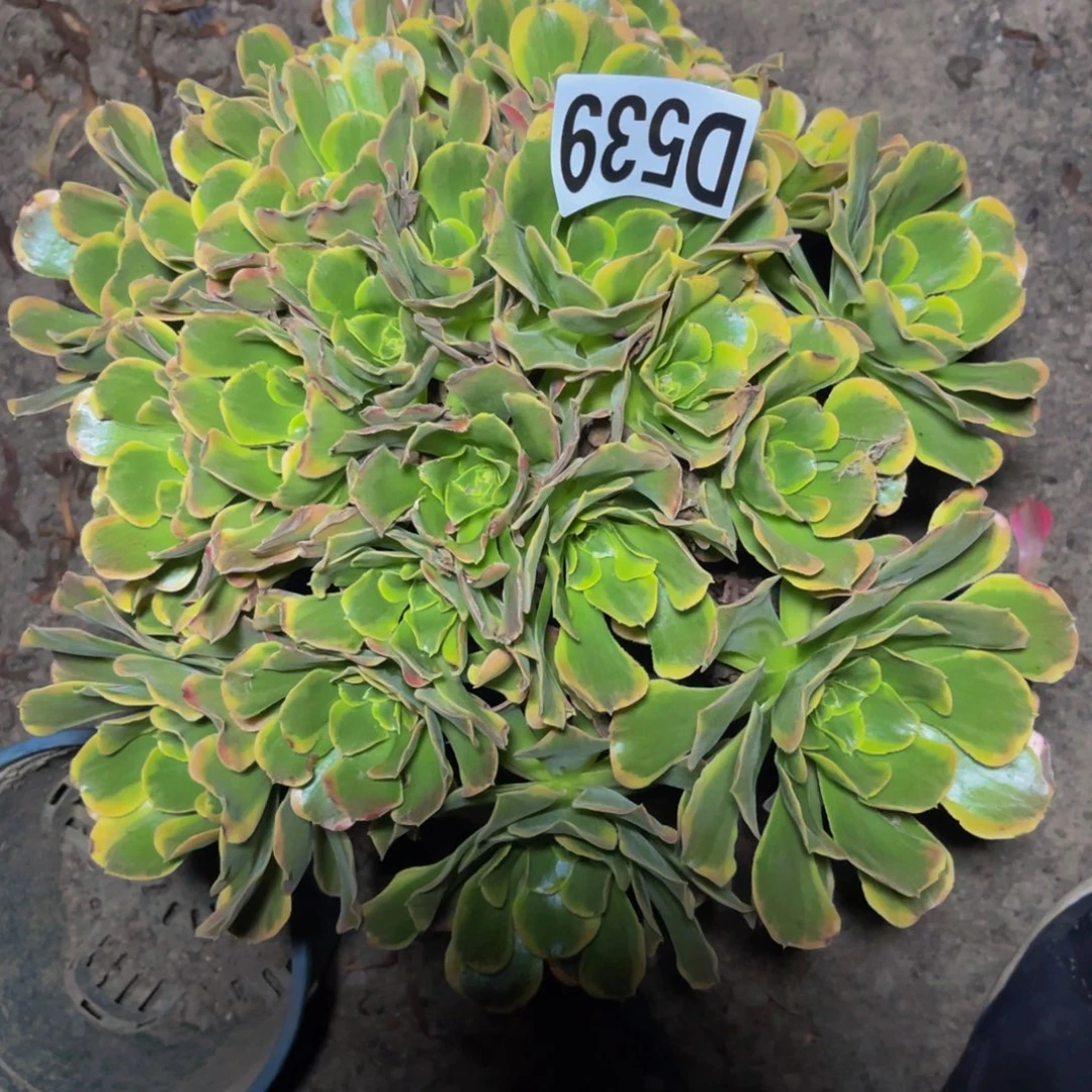 炫彩法师16//////29包邮