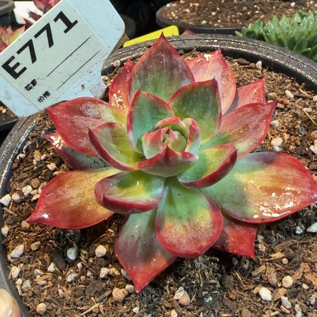 惊鸿一物一拍包装收缩花旱771