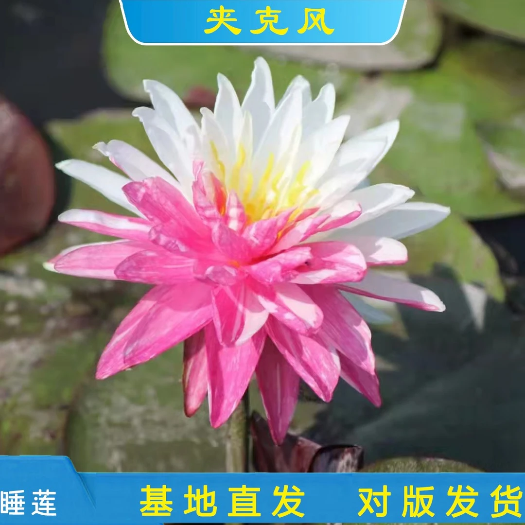 精品耐寒睡莲  夹克丰池塘庭院水池基地带花发货